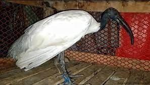 কলাপাড়ায় আহত কালোমাথা কাস্তেচরা উদ্ধার
